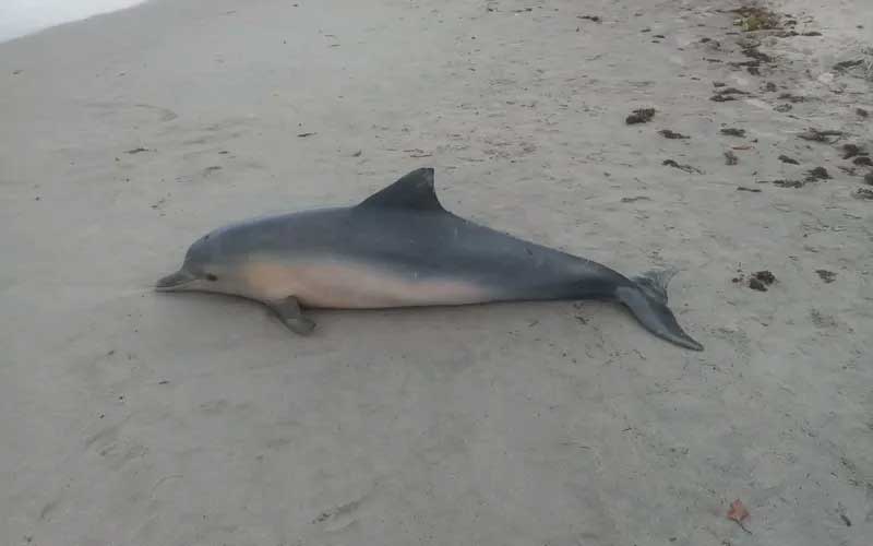Golfinho é encontrado encalhado em praia de Paripueira, no Ceará