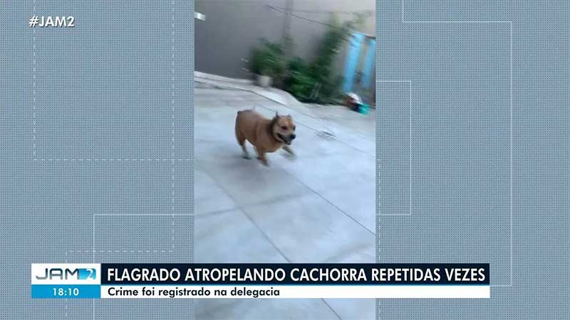 Vídeo mostra homem atropelando cadela repetidas vezes em Manaus, AM; animal morreu