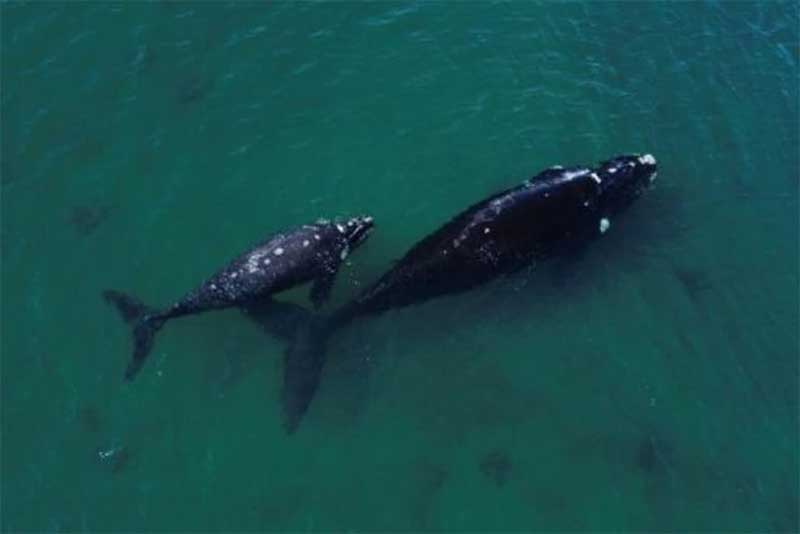 Sobe para 30 número de baleias mortas em santuário da Patagônia argentina
