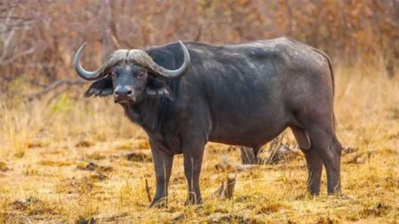Caçador atira em búfalo e depois é morto pelo animal