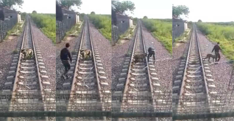 Cão é amarrado aos trilhos, mas maquinista freia a tempo e salva o animal; VÍDEO