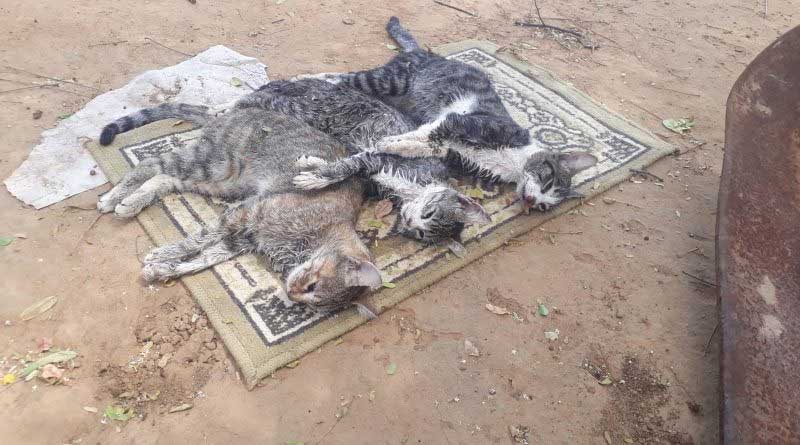 Gatos são encontrados mortos com sinais de envenenamento em Caatinga do Moura, BA