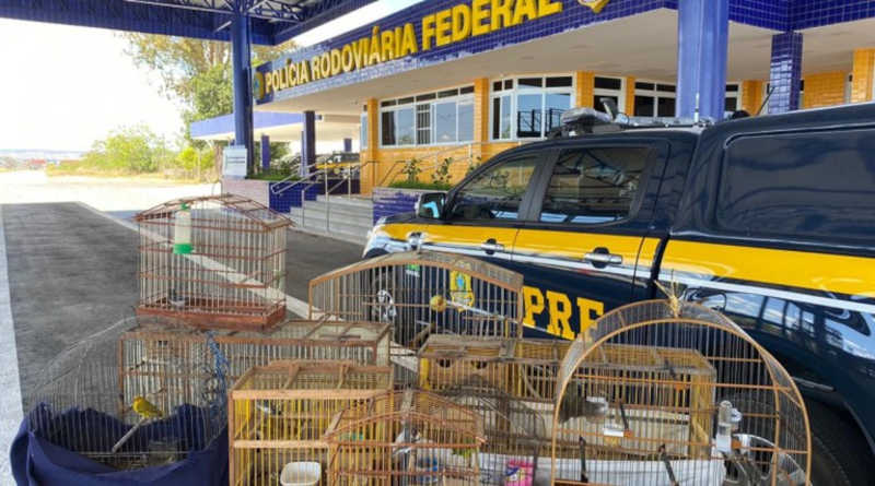 Nos primeiros nove meses de 2022, quase 6.500 animais foram resgatados em fiscalizações nas rodovias federais da Bahia