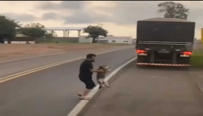 Caminhoneiro salva animal que estava imóvel em plena rodovia