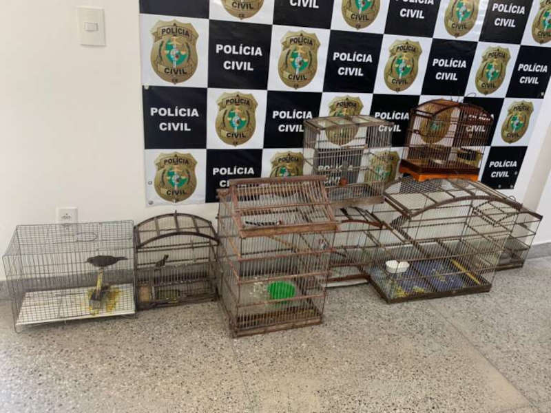 Nove aves silvestres e um macaco-prego são apreendidos em ação da Polícia Civil do Ceará