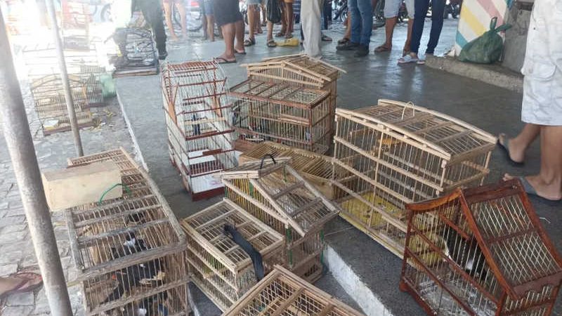Aves estavam em gaiolas e sem a devida documentação legal. — Foto: PMCE/Divulgação