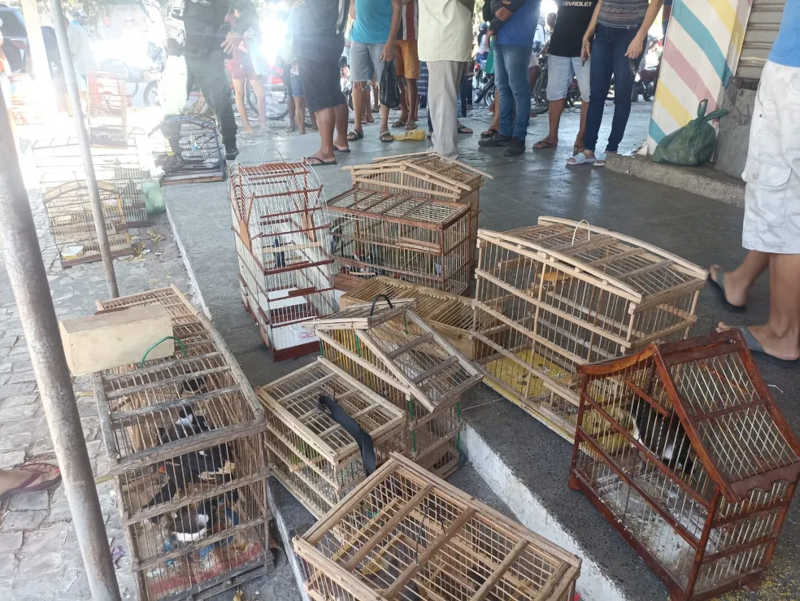 Polícia Militar resgata 60 aves em comércio ilegal no interior do Ceará