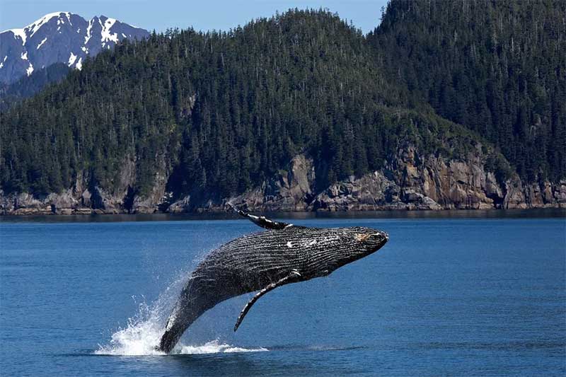 Chile usa boias de alta tecnologia para proteger baleias migratórias