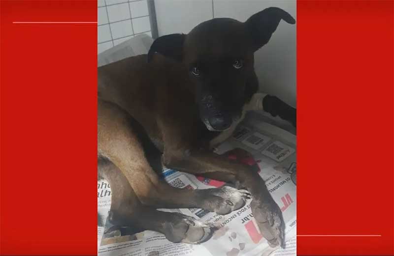 Cachorro é atendido em clínica veterinária após homem atirar contra ele em Santa Maria, no DF — Foto: Reprodução