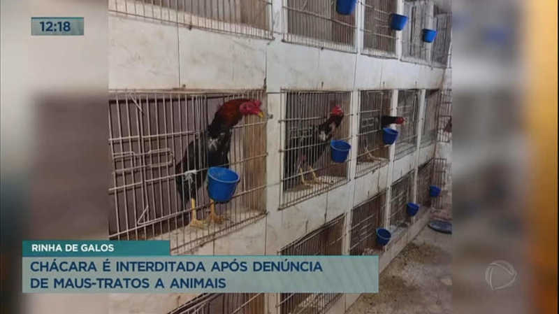 Chácara é interditada após denúncia de maus-tratos a animais em Ceilândia, DF