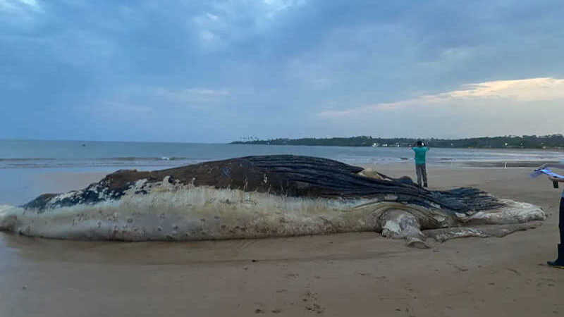 Baleia-jubarte de 12 metros e 5 toneladas é encontrada morta em praia de Aracruz, ES