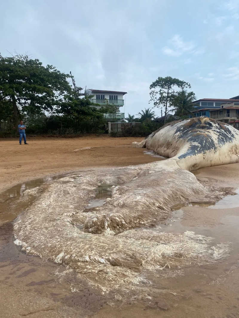 Baleia jubarte de 12 metros é encontrada morta em praia de Aracruz, ES — Foto: Priscilla Nobres/Arquivo Pessoal
