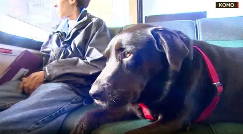 Cachorra que fazia viagens de ônibus sozinha morre em Seattle, nos EUA