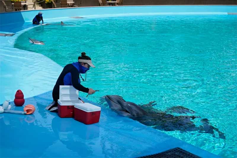 O Mirage diz que os guarda-sóis, as palmeiras e os prédios próximos fornecem sombra adequada para os golfinhos. FOTO DE JOHN LOCHER AP