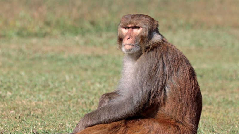 Macacos rhesus (Imagem: Fapesp)