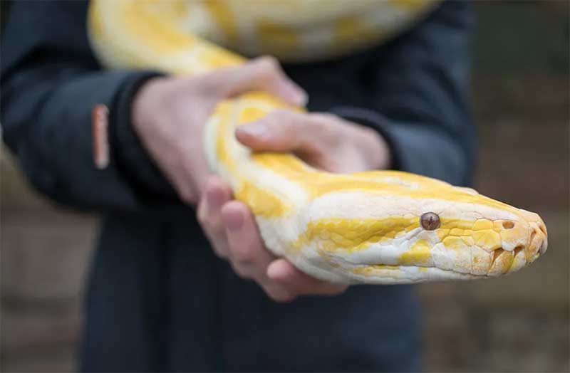 Tráfico de animais: homem esconde três cobras pítons nas calças para entrar nos EUA