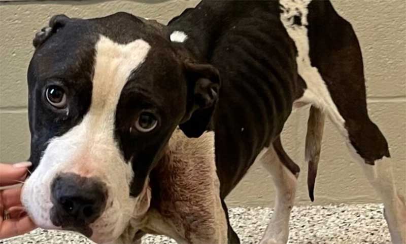 “Resgatamos um cão que foi baleado na cabeça”, relata voluntário de associação nos EUA