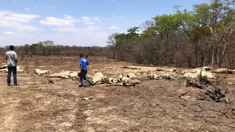 Fazenda onde mais de 130 cabeças de gado morreram de fome e sede é embargada, em Guarani de Goiás, GO