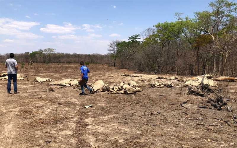 Fazenda onde mais de 130 cabeças de gado morreram de fome e sede é embargada, em Guarani de Goiás, GO