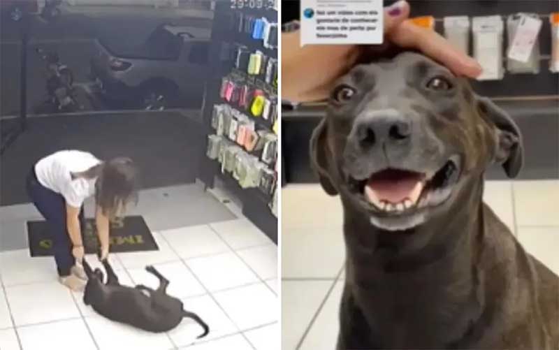 Cão que viralizou com vídeo em que atrapalha vendedoras a fecharem loja desaparece após sucesso: ‘Cadê o Liço?’