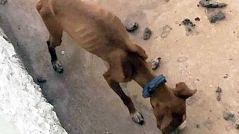 Cachorro com sinais de maus-tratos é resgatado pela Polícia Civil em Formosa, GO