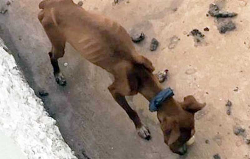 Cachorro com sinais de maus-tratos é resgatado pela Polícia Civil em Formosa, GO