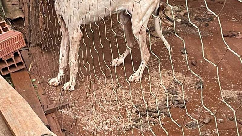 Cachorro maltratado é resgatado e tutor preso, em Iporá, GO