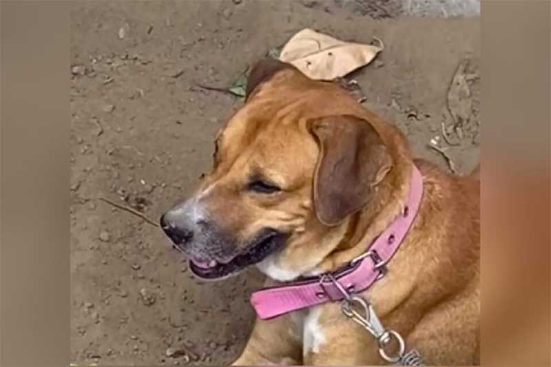 Suspeito de agredir cão com mangueira é preso por maus-tratos em São Miguel do Araguaia, GO