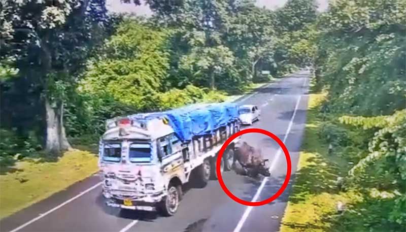 Caminhão bate em rinoceronte em uma estrada na Índia