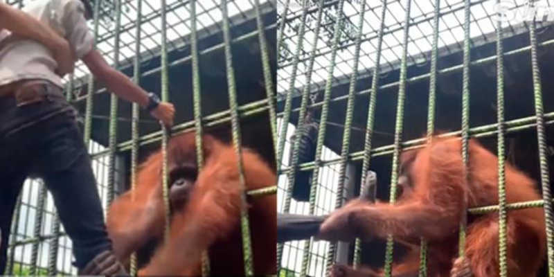Jovem pula cercado de zoológico, se aproxima de orangotango e o pior acontece; VÍDEO