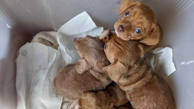 Filhotes de cachorro recém-nascidos são encontrados em uma lixeira