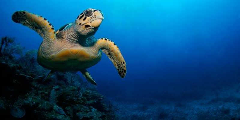 Libere Lulu, a tartaruga-verde presa em cativeiro há 82 anos