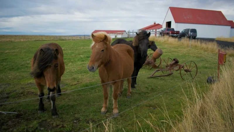 Defensores de animais criticam prática em 'fazendas de sangue' na Islândia
