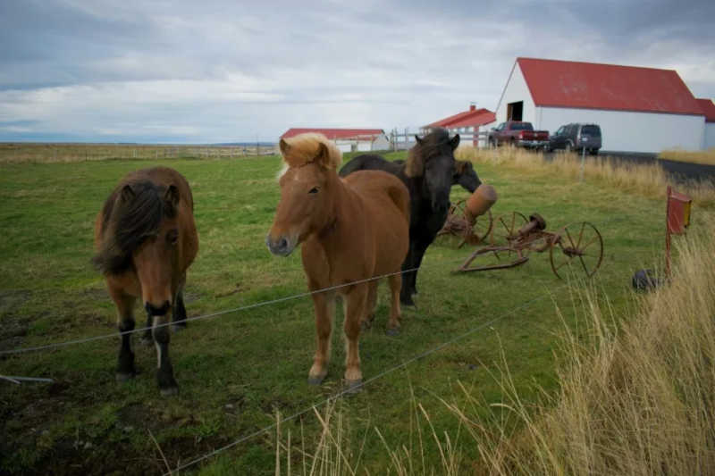 Defensores de animais criticam prática em ‘fazendas de sangue’ de equinos na Islândia
