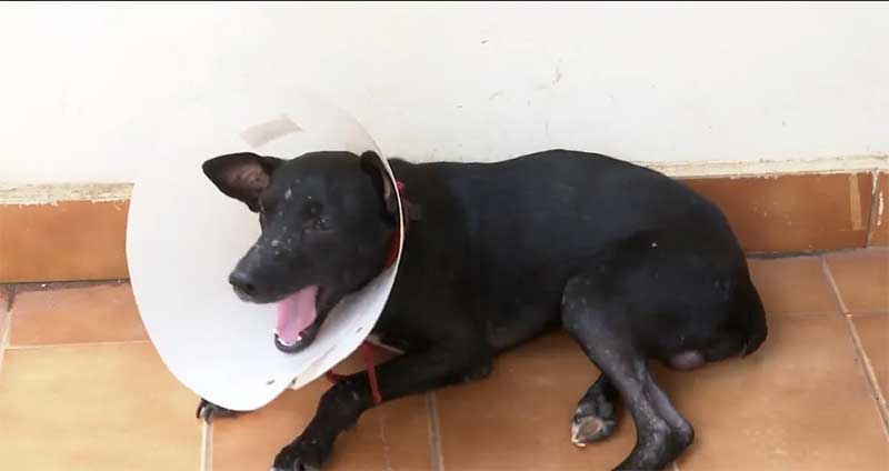 Homem é preso após ser flagrado maltratando cadela que ele havia adotado em Imperatriz — Foto: Reprodução/TV Mirante