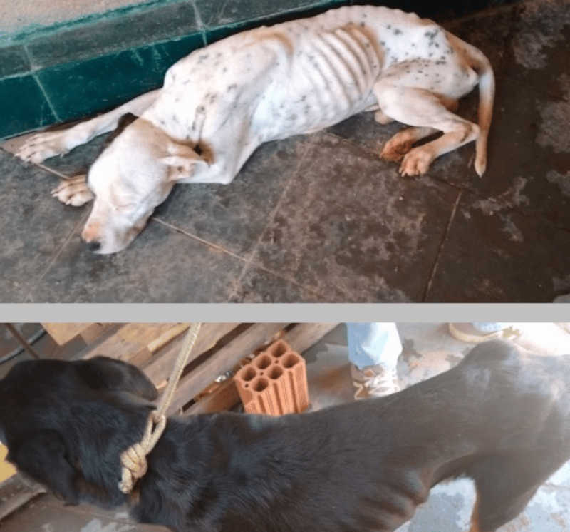 Cachorros vítimas de maus-tratos são resgatados pela Polícia Civil em Itajubá, MG