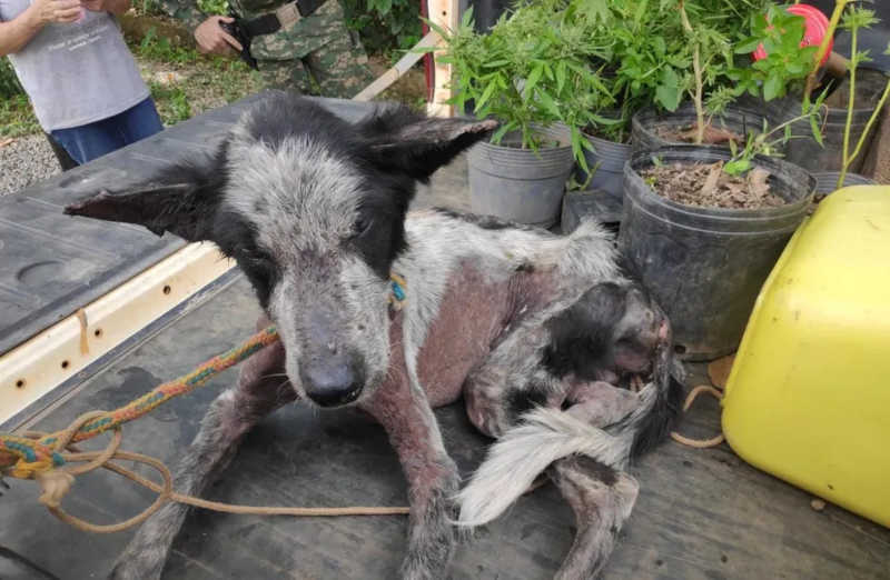 Polícia Militar prende suspeito de maus-tratos contra cão em MG