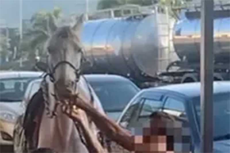 Homem filmado dando cerveja a cavalo será investigado em Pará de Minas, MG