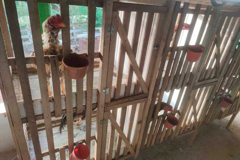 Rinha de galos é descoberta pela Polícia Civil na zona rural de Paraguaçu, MG