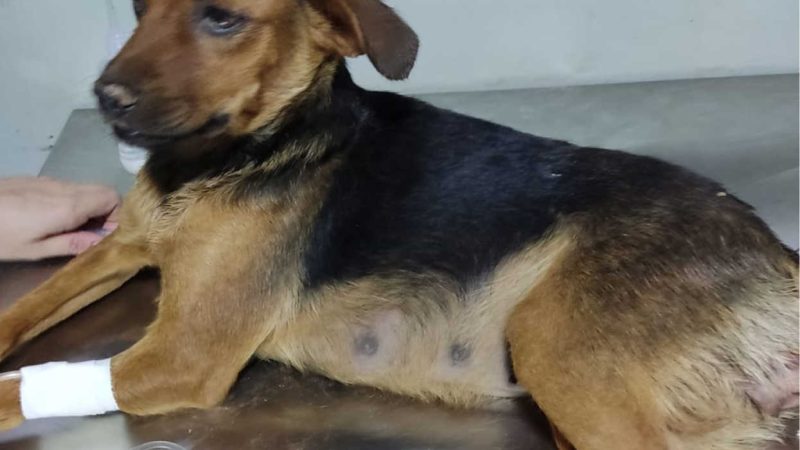 Moradora do Bairro Laranjeiras denuncia abuso sexual contra cadela