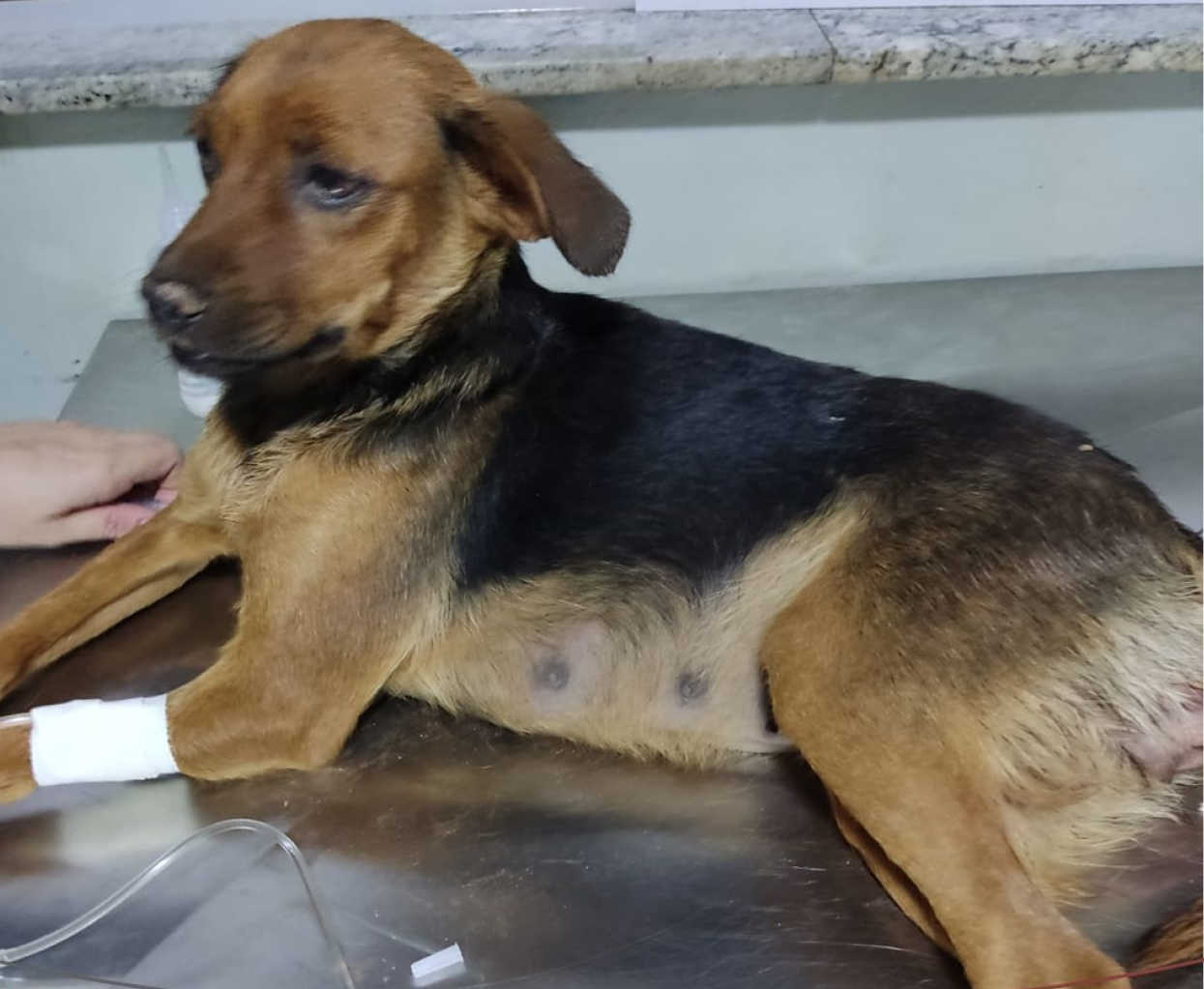 Moradora do bairro Laranjeiras denuncia estupro contra cadela, em Patos de Minas, MG