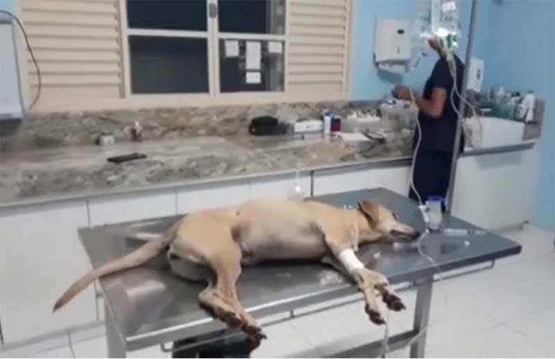 Cão morre e outro fica ferido após serem baleados com arma de chumbinho em Patos de Minas, MG