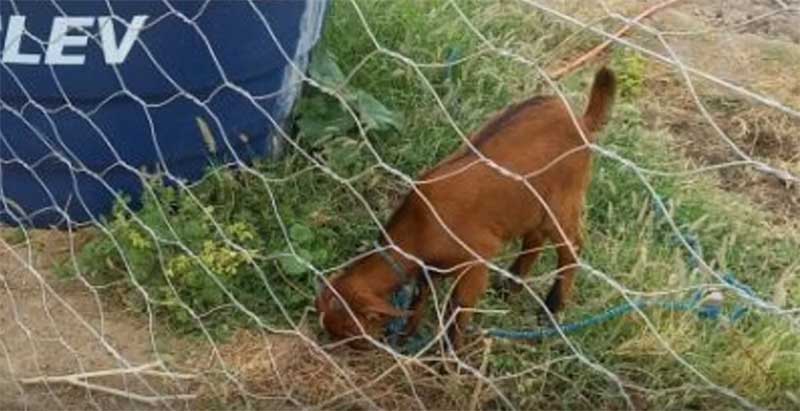 O animal foi encontrado no quintal de uma casa na zona rural de Porteirinha. Crédito: Proteção Animal de Porterinha