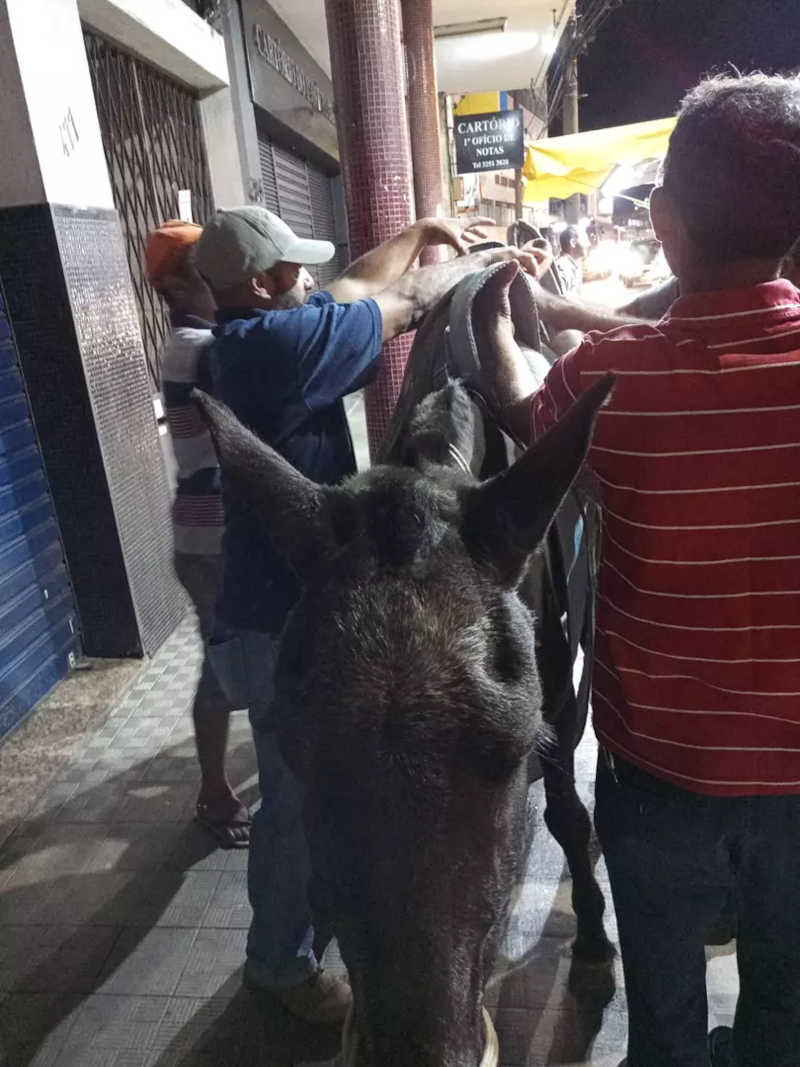 Égua é resgatada pela Prefeitura no centro de Santos Dumont, MG
