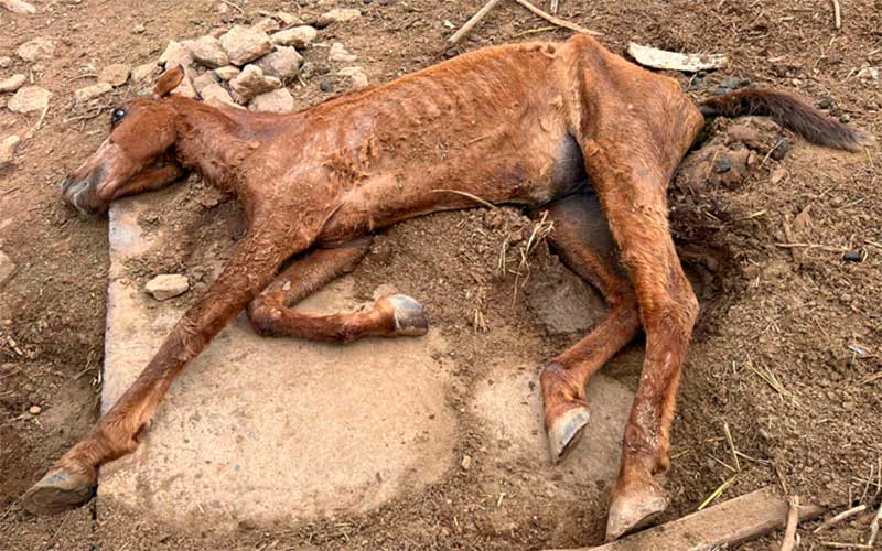 Égua é encontrada ferida, caída, debilitada e passa por eutanásia em Uberaba, MG