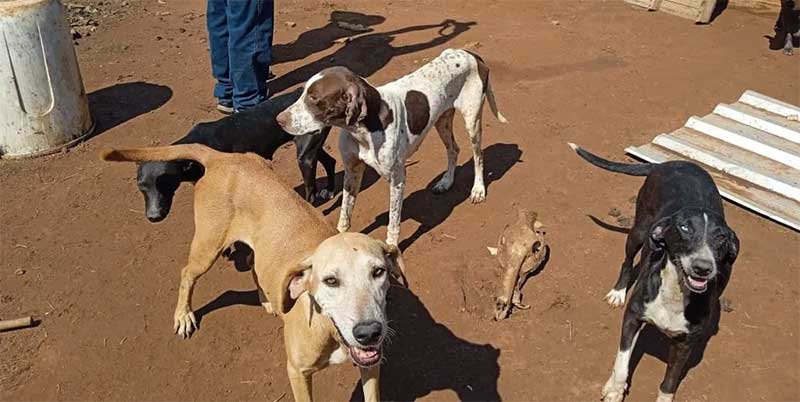 Polícia encontra 14 cães sem comida e em situação de maus-tratos em Uberlândia, MG