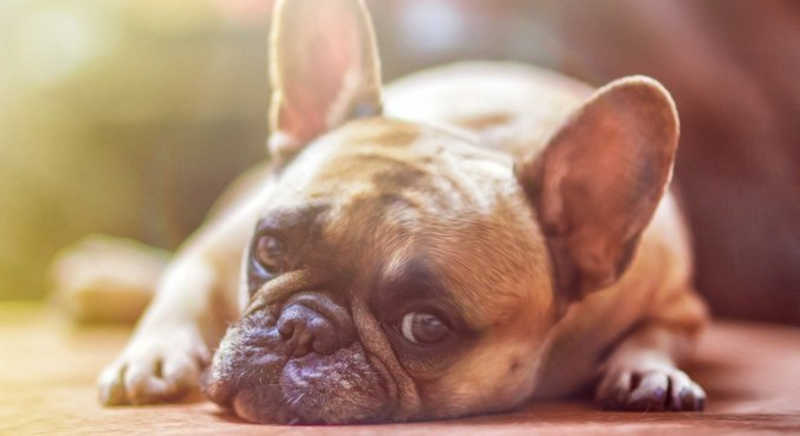 Tutores de cães intoxicados e mortos buscam indenizações que passam de R$ 100 mil