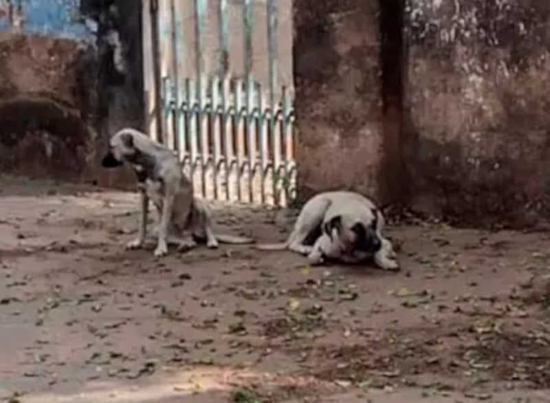 Tutores mudam de casa e abandonam cachorros em bairro de Aquidauana, MS