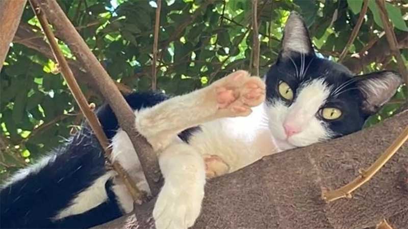 Tutor do Frajola denuncia síndico por não cumprir decisão da Justiça sobre casinha do gato