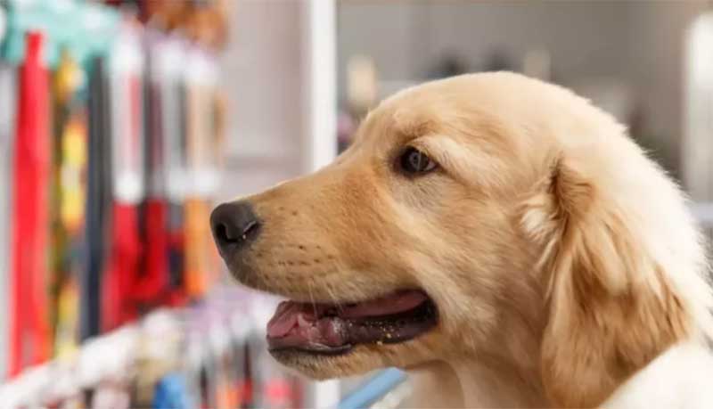 Agora é lei: pet shops de MS devem ter placa alertando sobre maus-tratos aos animais